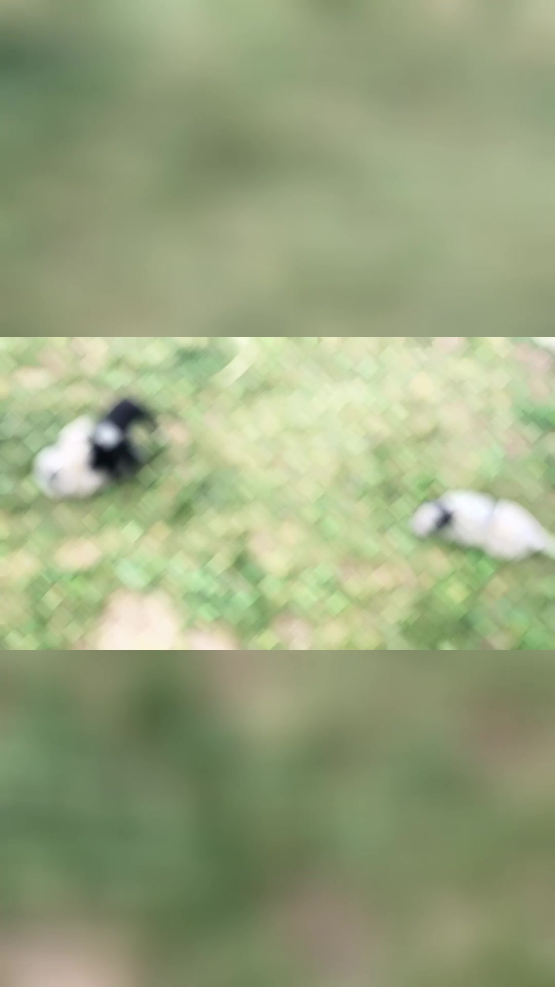 @Cowboytok