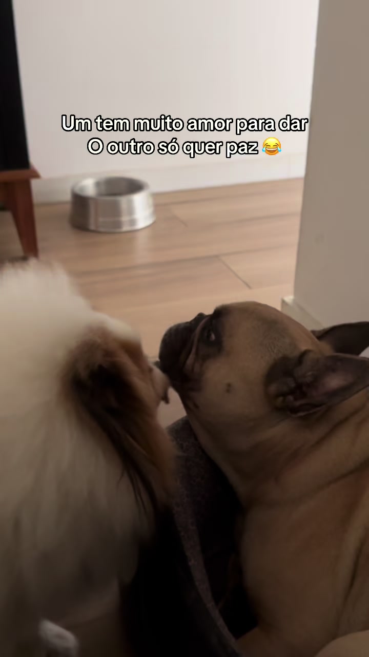 @Ed&ensp;pet
