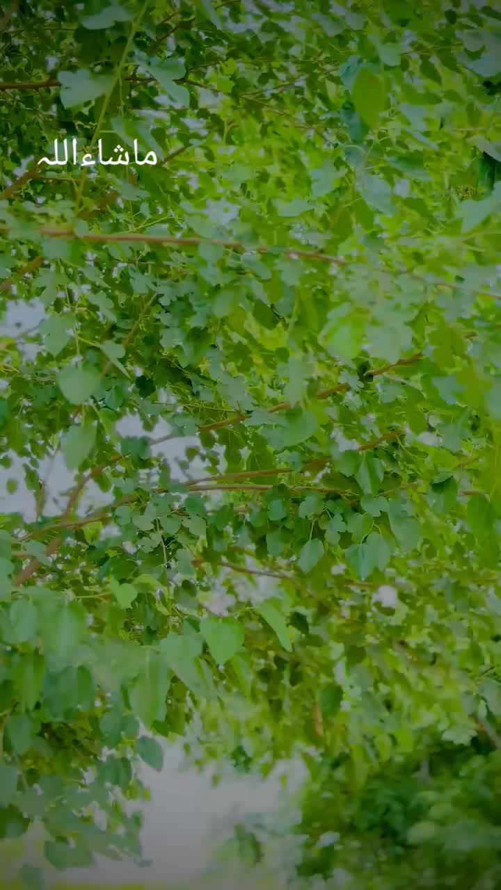 @Ali Nahra