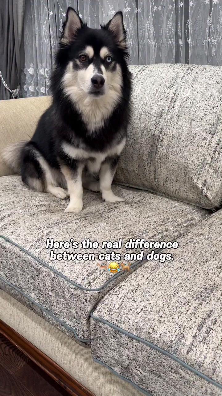 @Zeus the Pomsky🐾