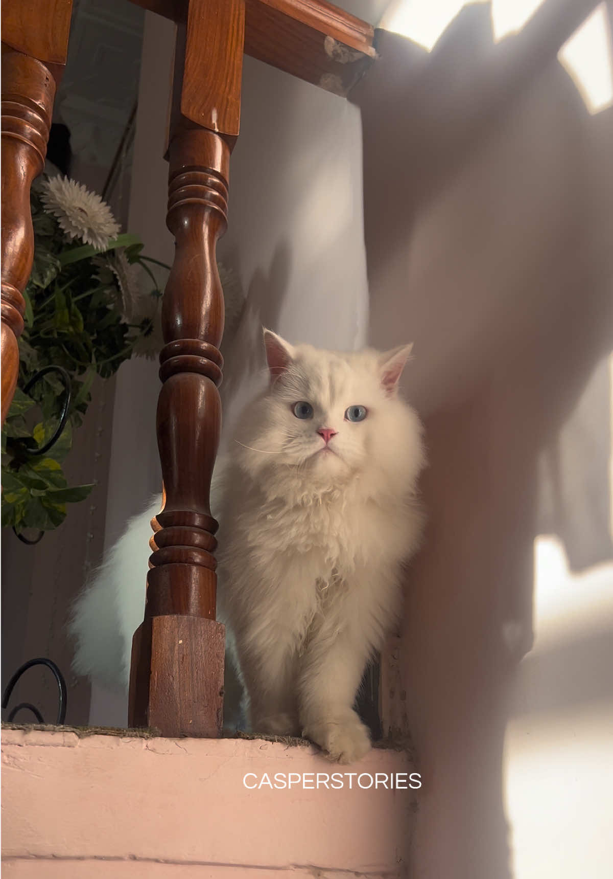 @𝑪𝒂𝒔𝒑𝒆𝒓 & 𝑴𝒊𝒏𝒏𝒊𝒆 🐾