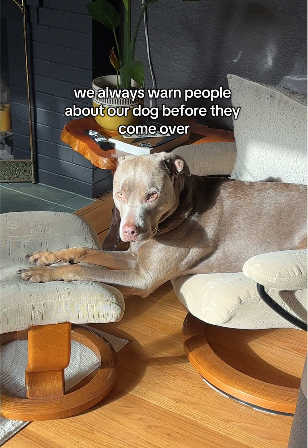 @rhubarb the doggo