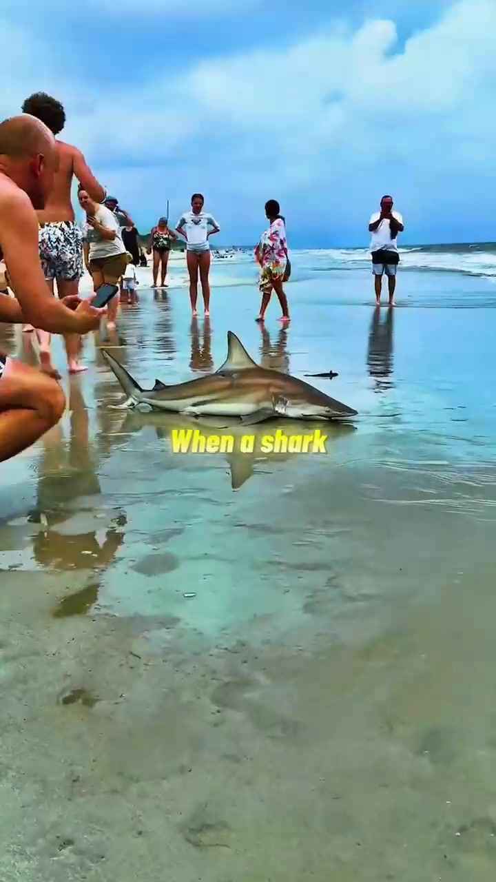 @sharkabcabc