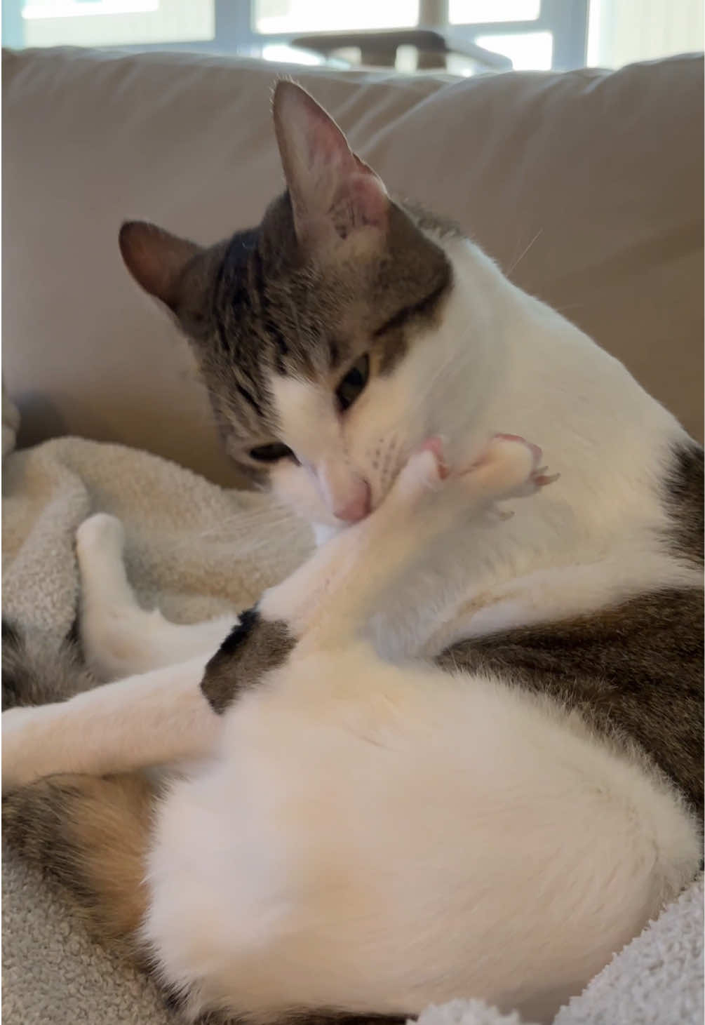 @Mimi Wawa Meow