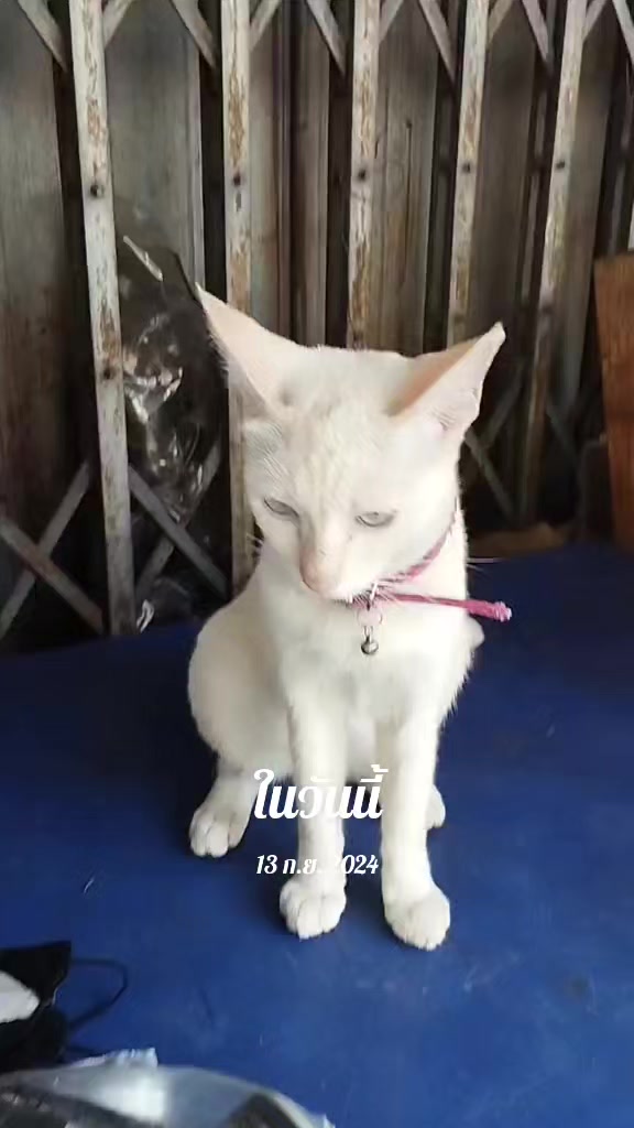 @taogampon