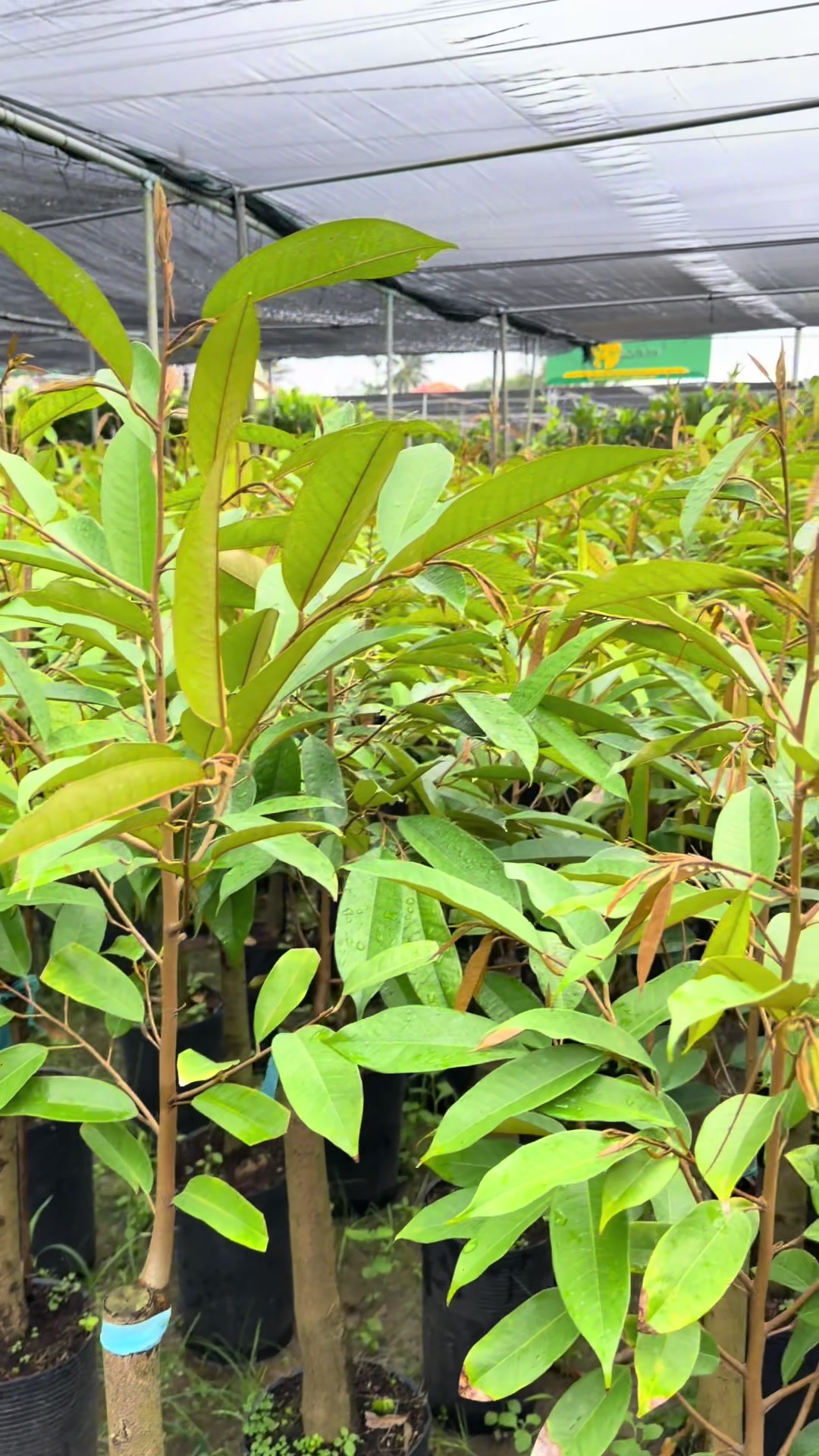 @Hùng Chương STCG Welofarm