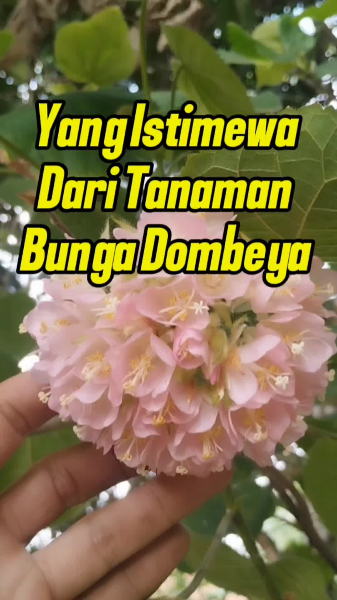 @Bukit Farming