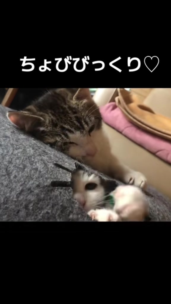@ちょびみぃ兄弟❤︎🫧
