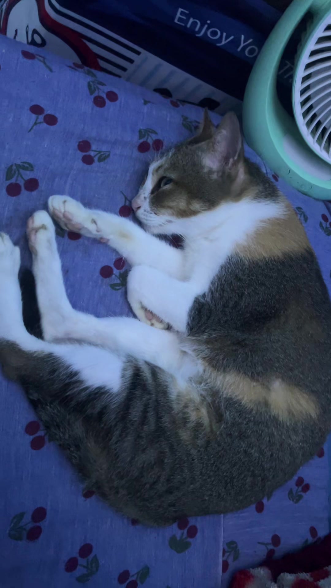 @Me & Meow
