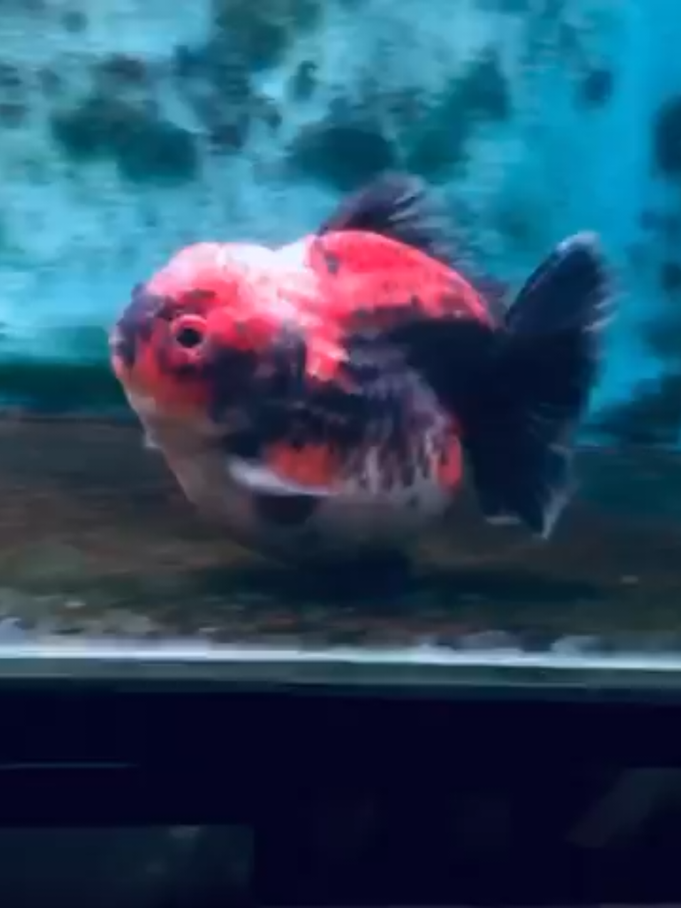 @Teras Aji Goldfish