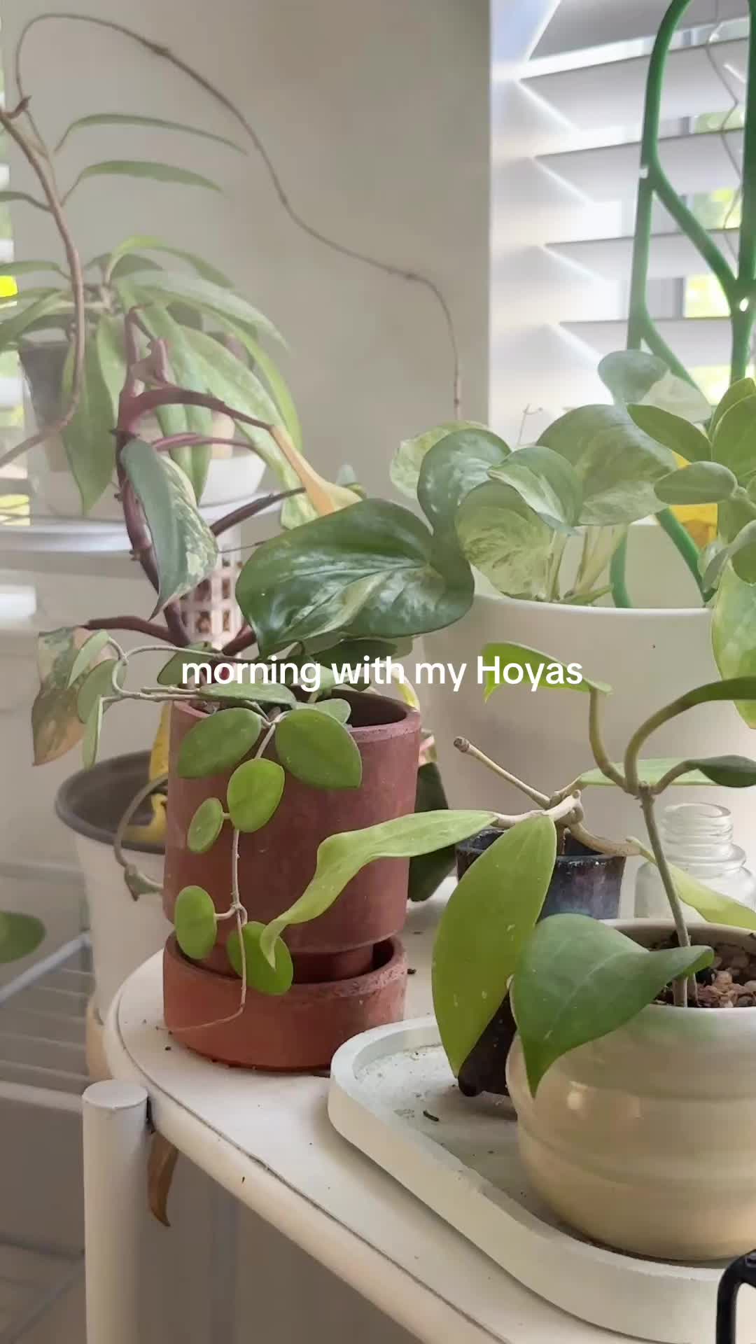@Erin | Plants + Lifestyle