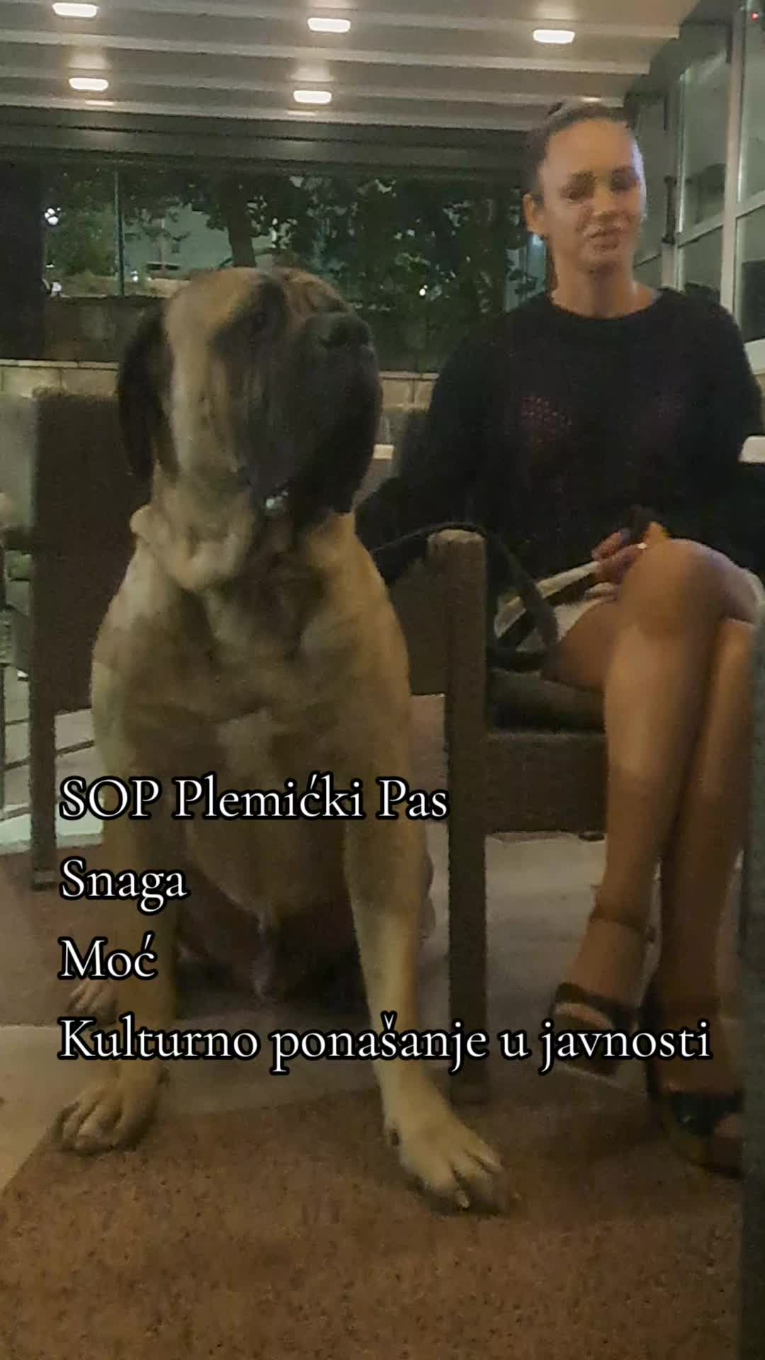@Plemićki pas Srpski mastif
