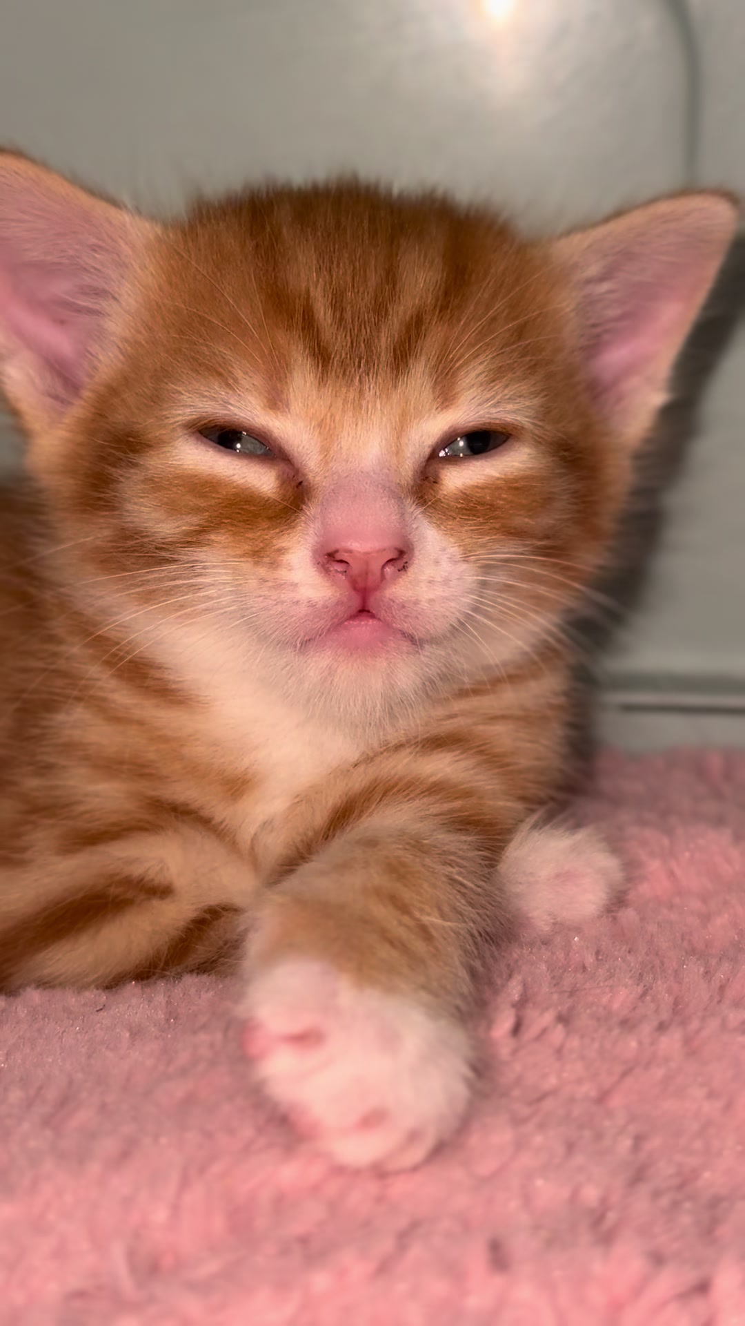 @Gatos todos os dias