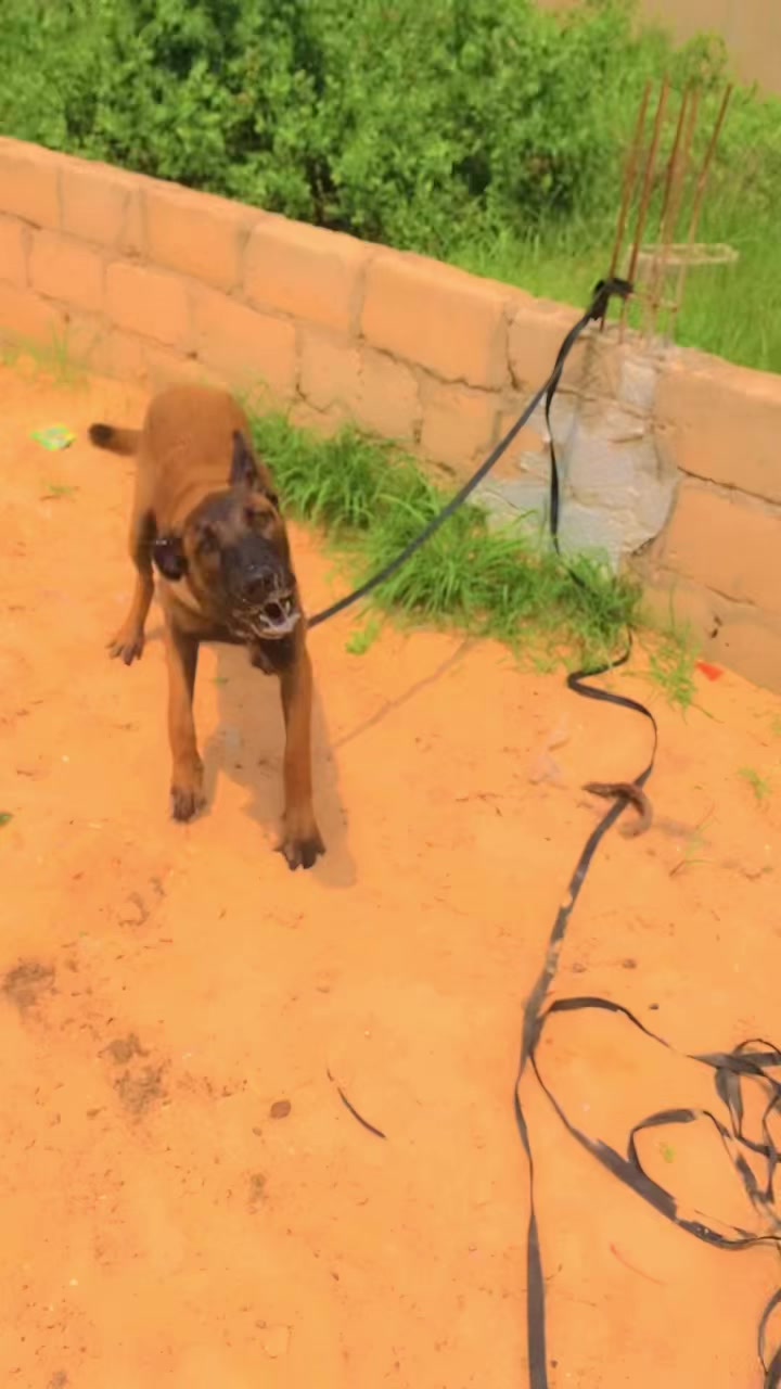 @G.I.C.N 🇸🇳🐾Maître Weuz🐕🦺