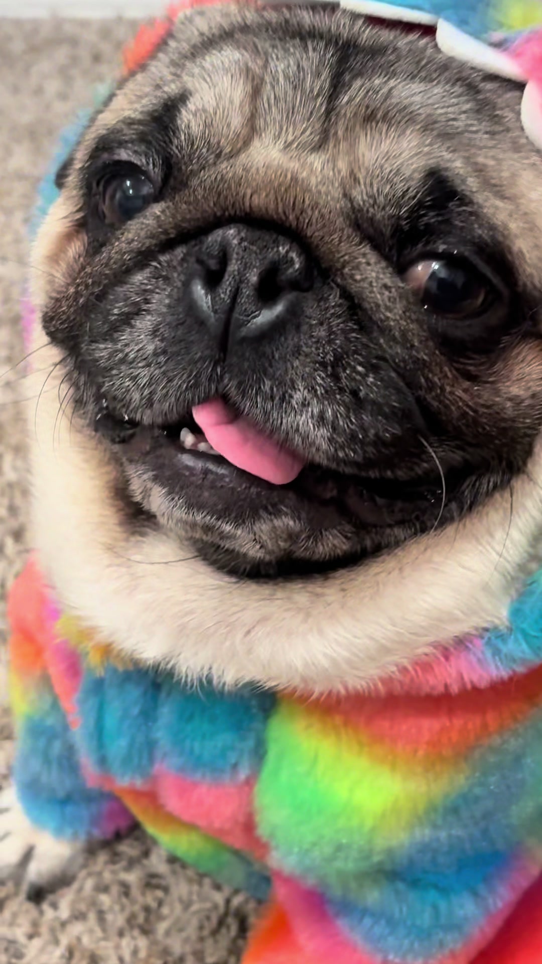 @Rocki the Pug ๐ถ