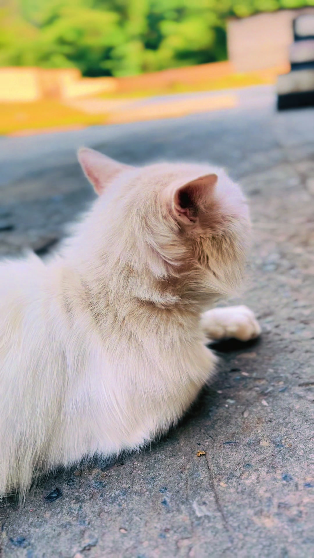 @کشمیری