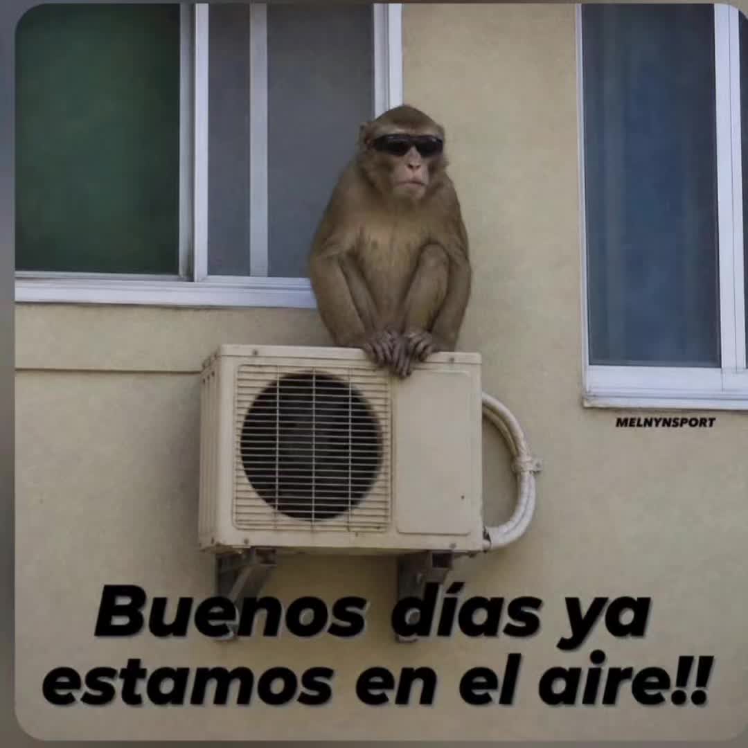 @el panda solitario