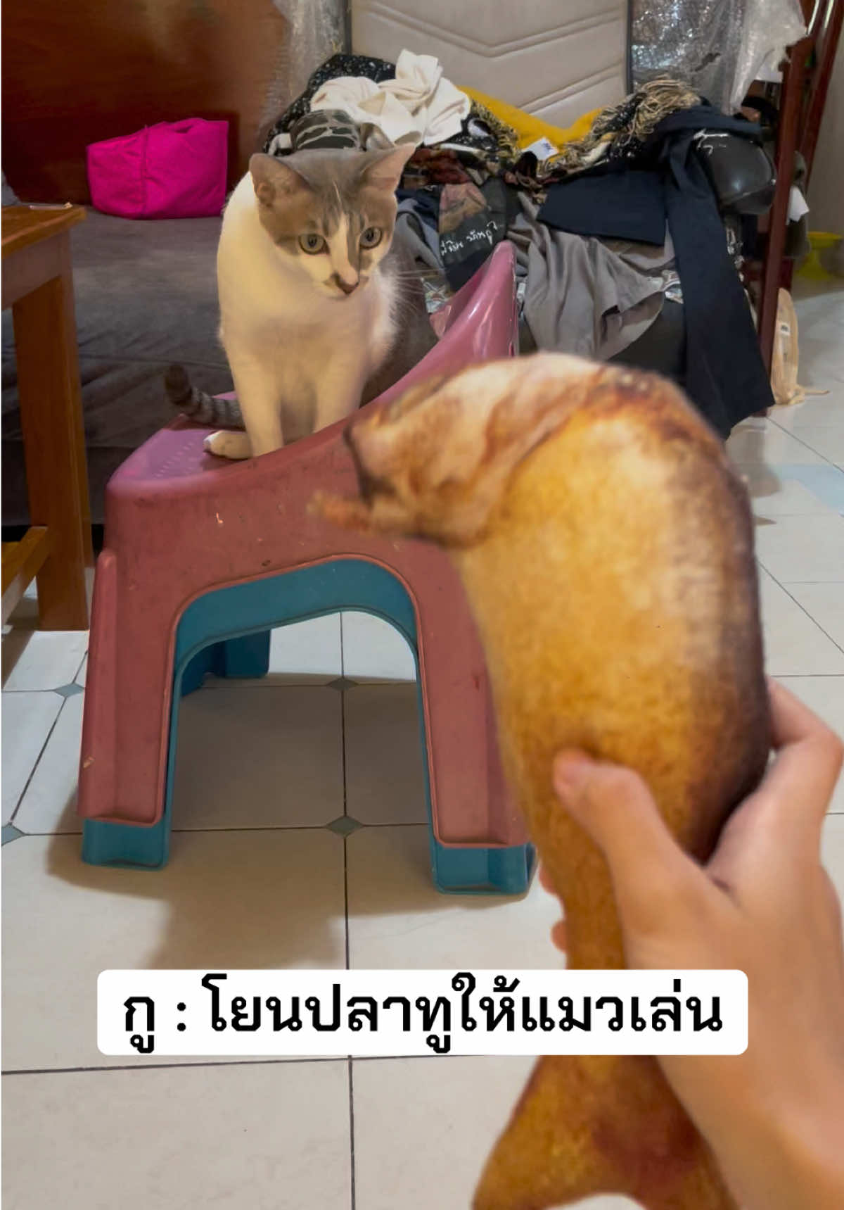 @White.black.orange.cats