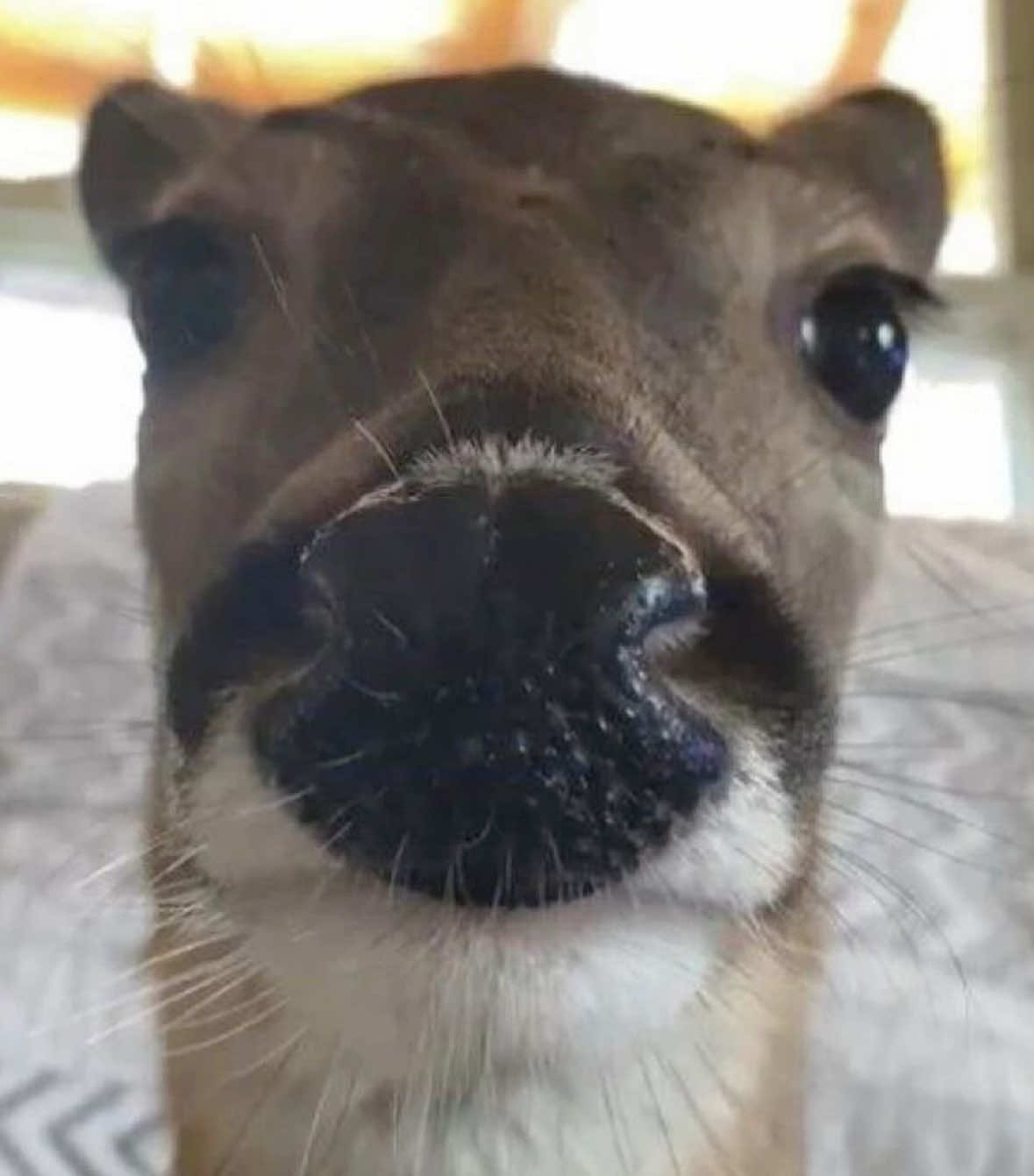 @Baylola🦌💫🪽