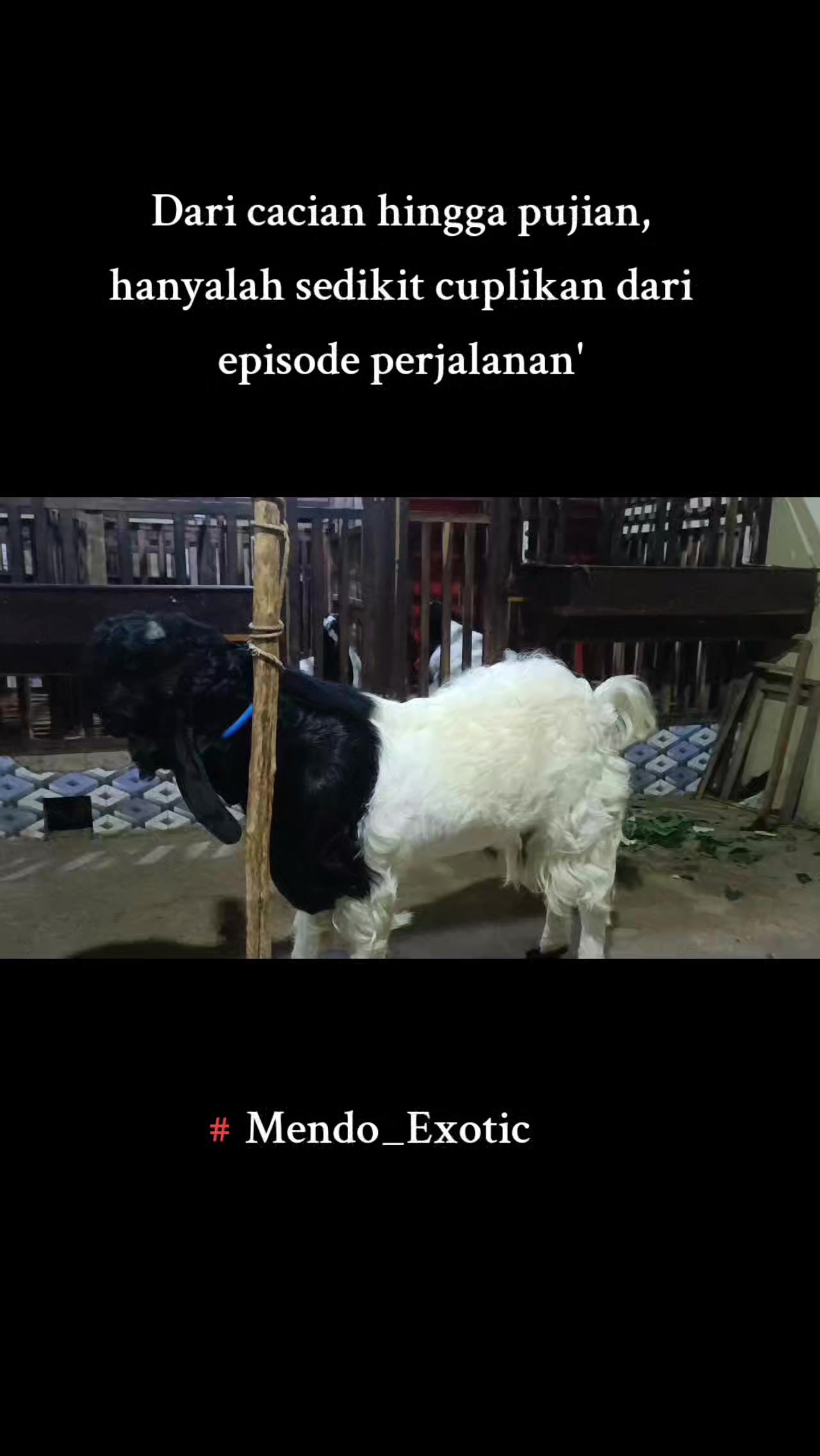@MENDO EXOTIC