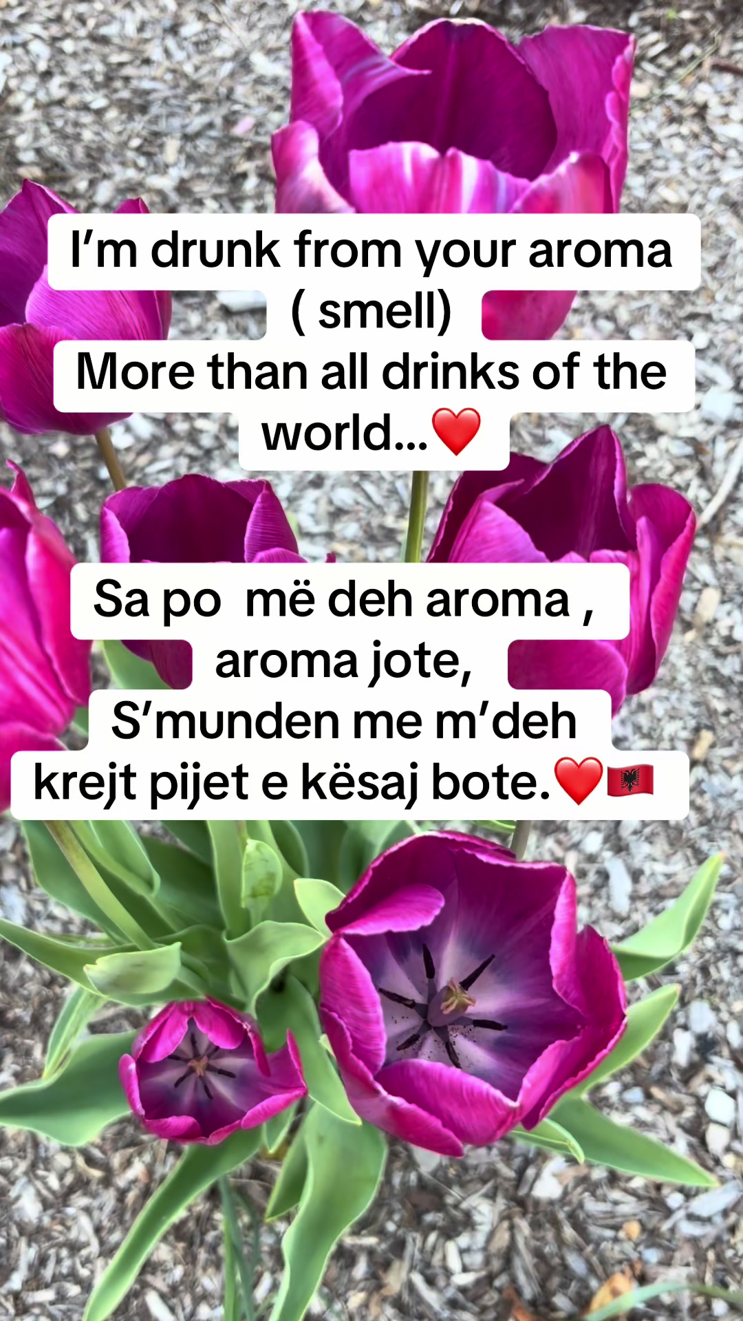 @Albana