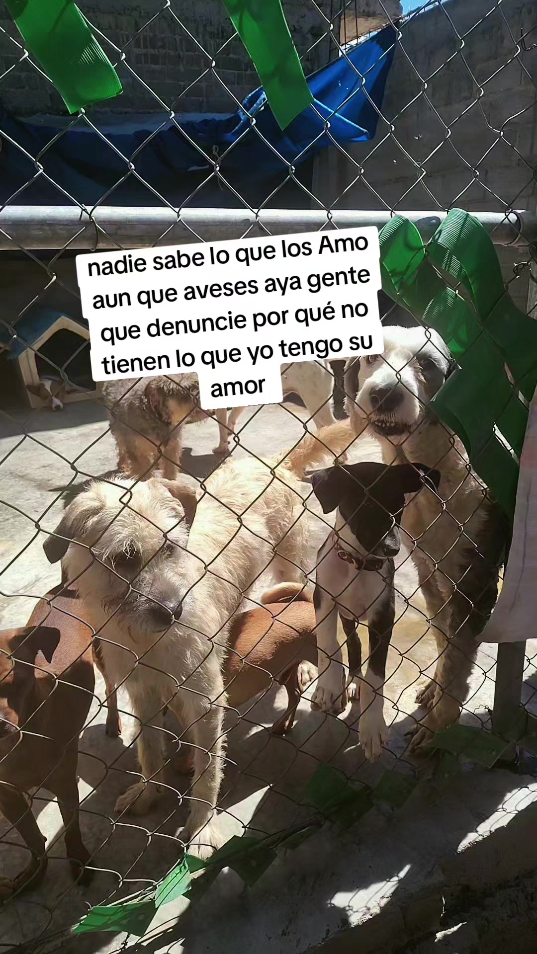 @rescate de perros guapos 😚