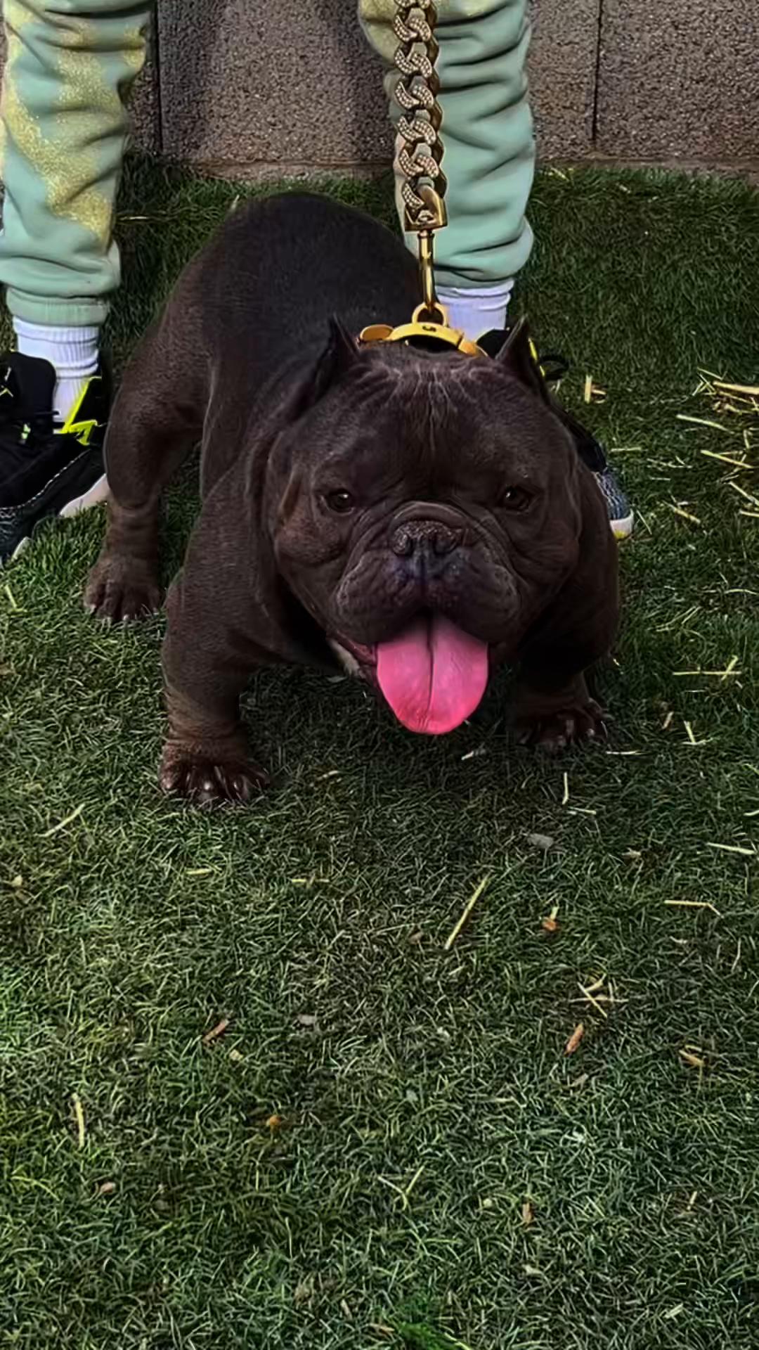@Boxcitybullys