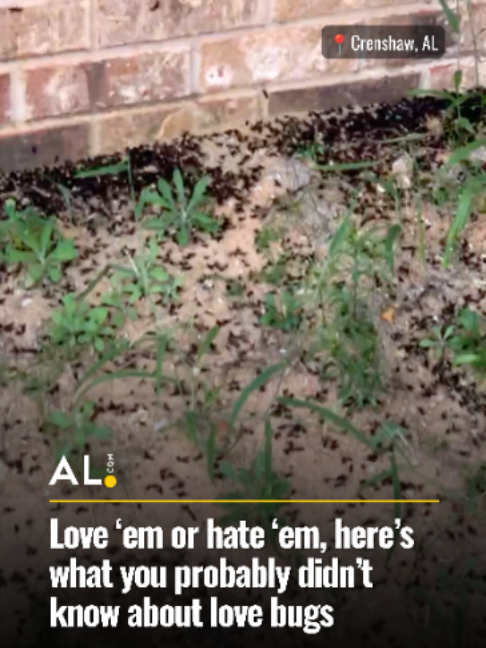@AL.com