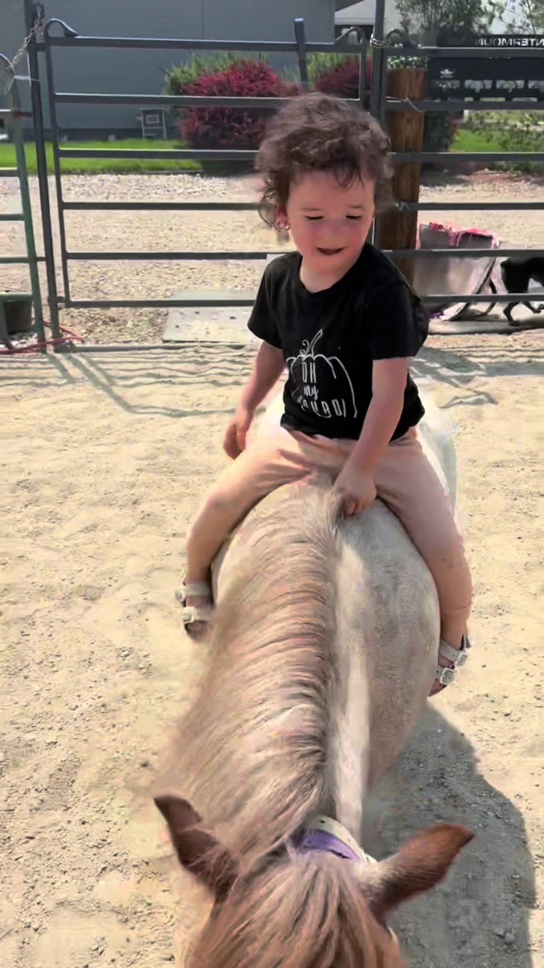 @Hot Sauce the Mini horse 🐎