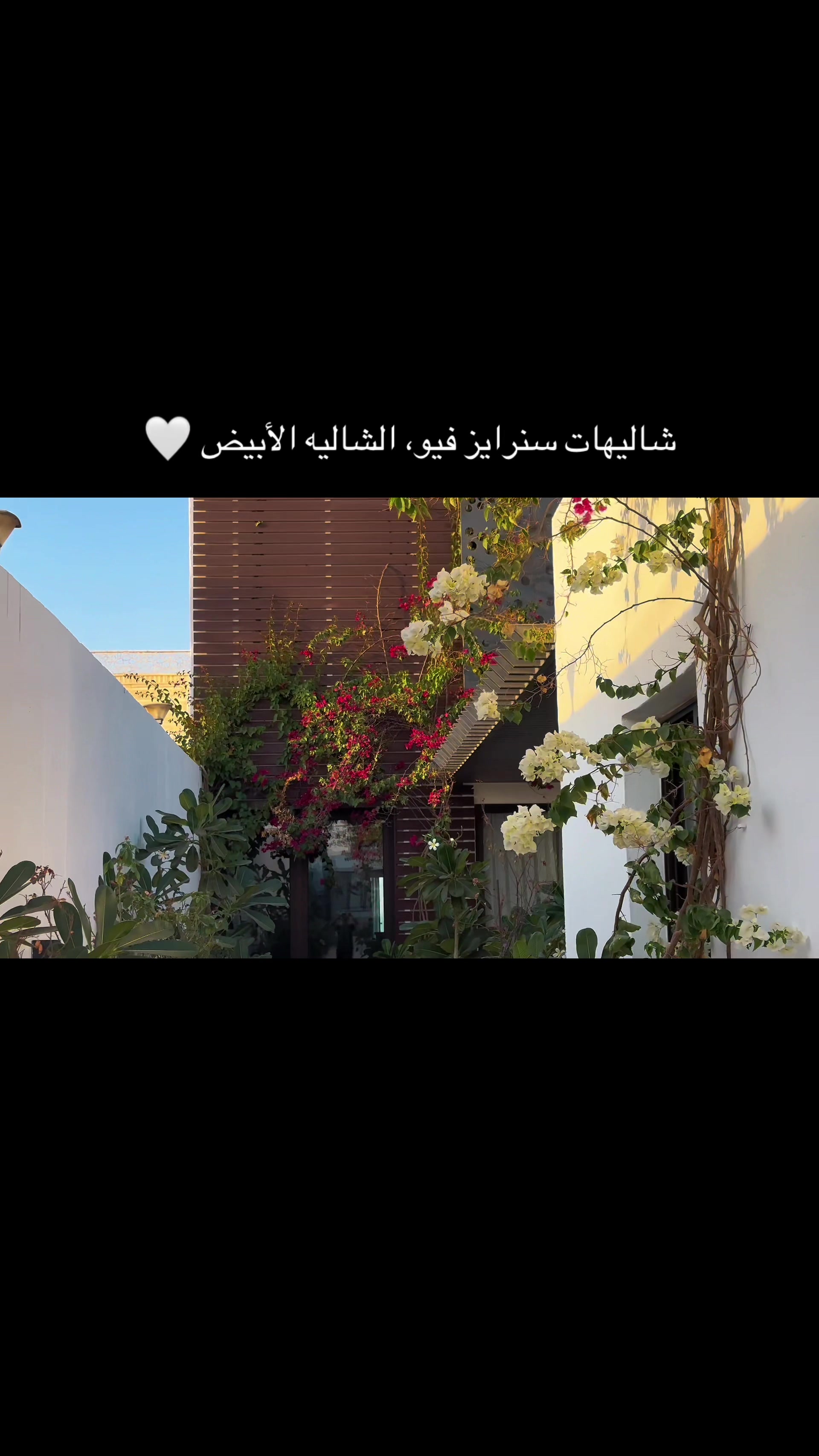 @سنرايز فيو