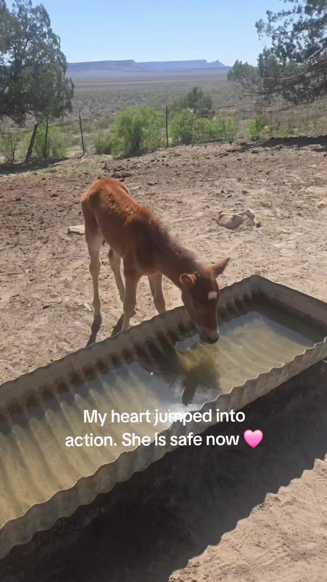 @TManycows