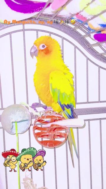 @Mango 🦜La cotorra solar