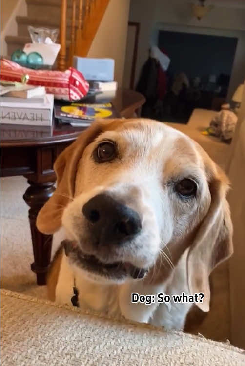 @Funny dogs 226