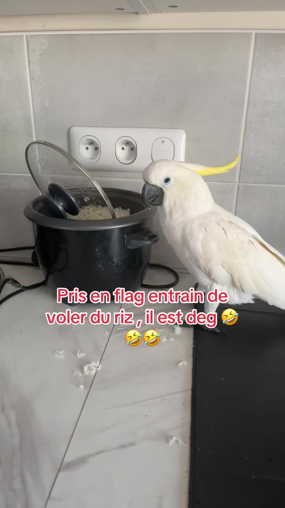@Neji le perroquet 🤍💛🇵🇸