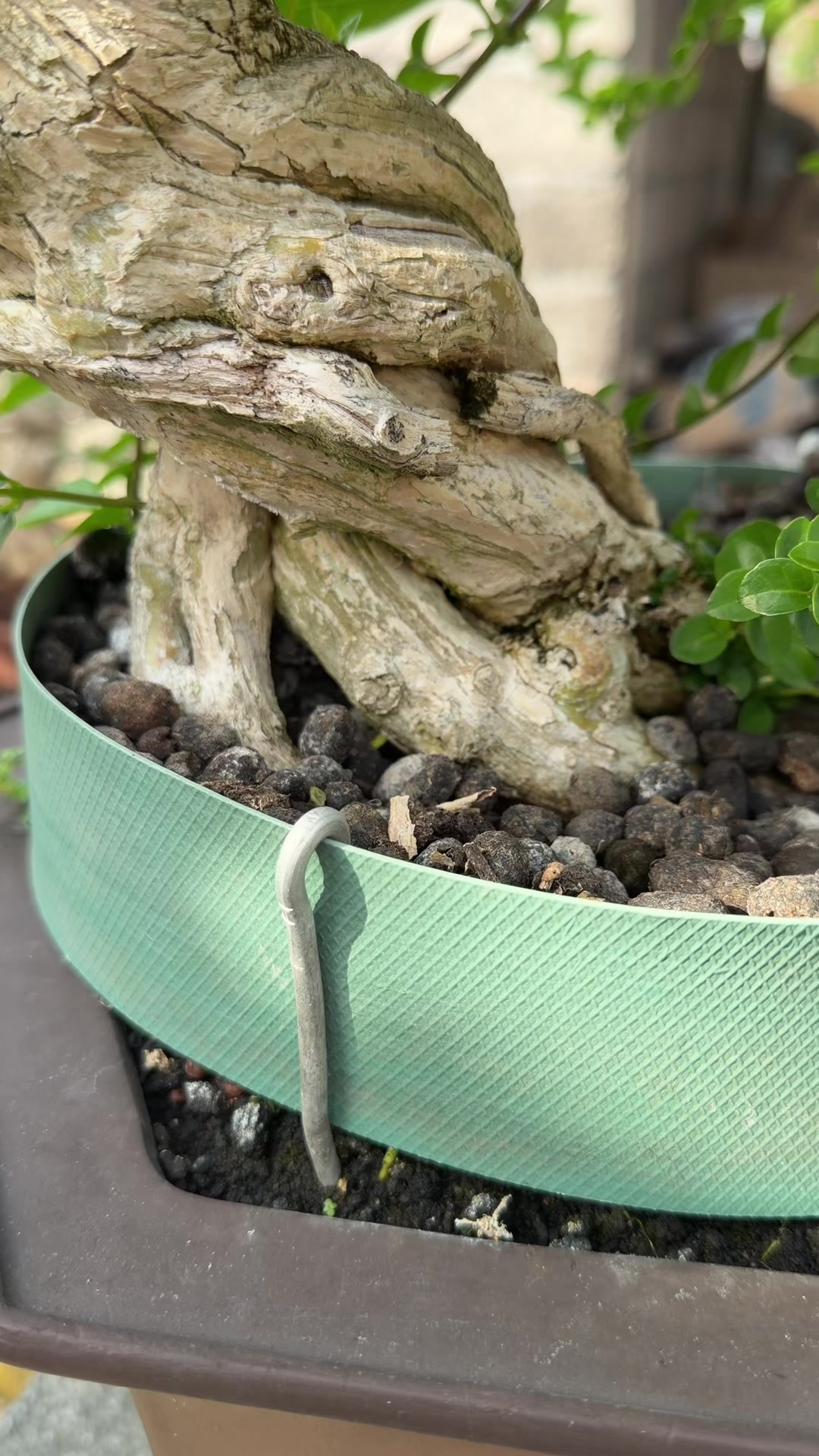 @“Cris Art Bonsai”