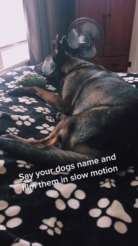 @K9 Dina