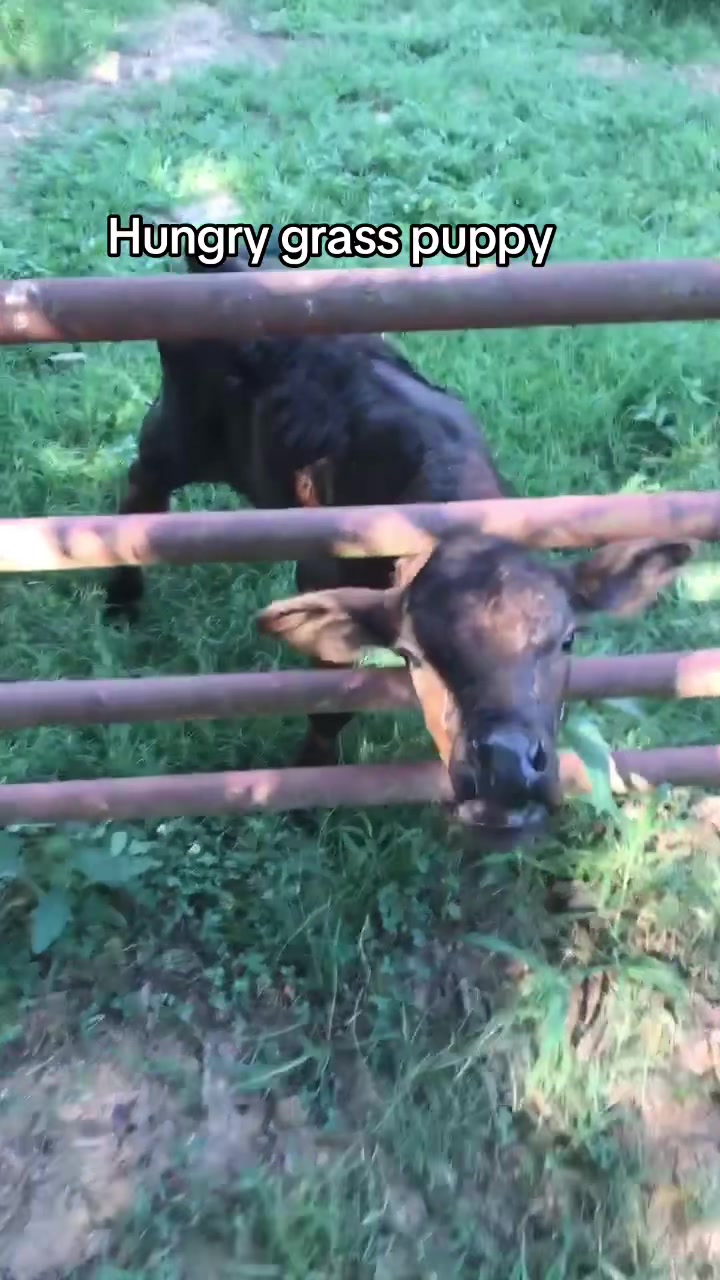 @Kristie_the_Pi🥉🐮❌