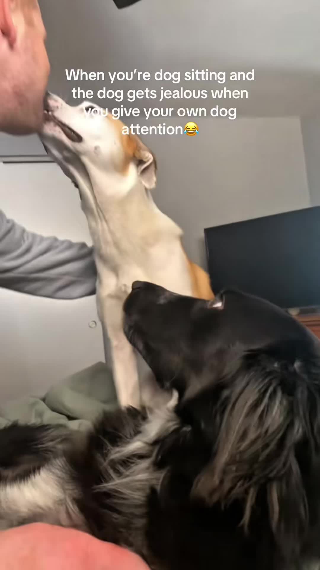 @funnyvideo3782