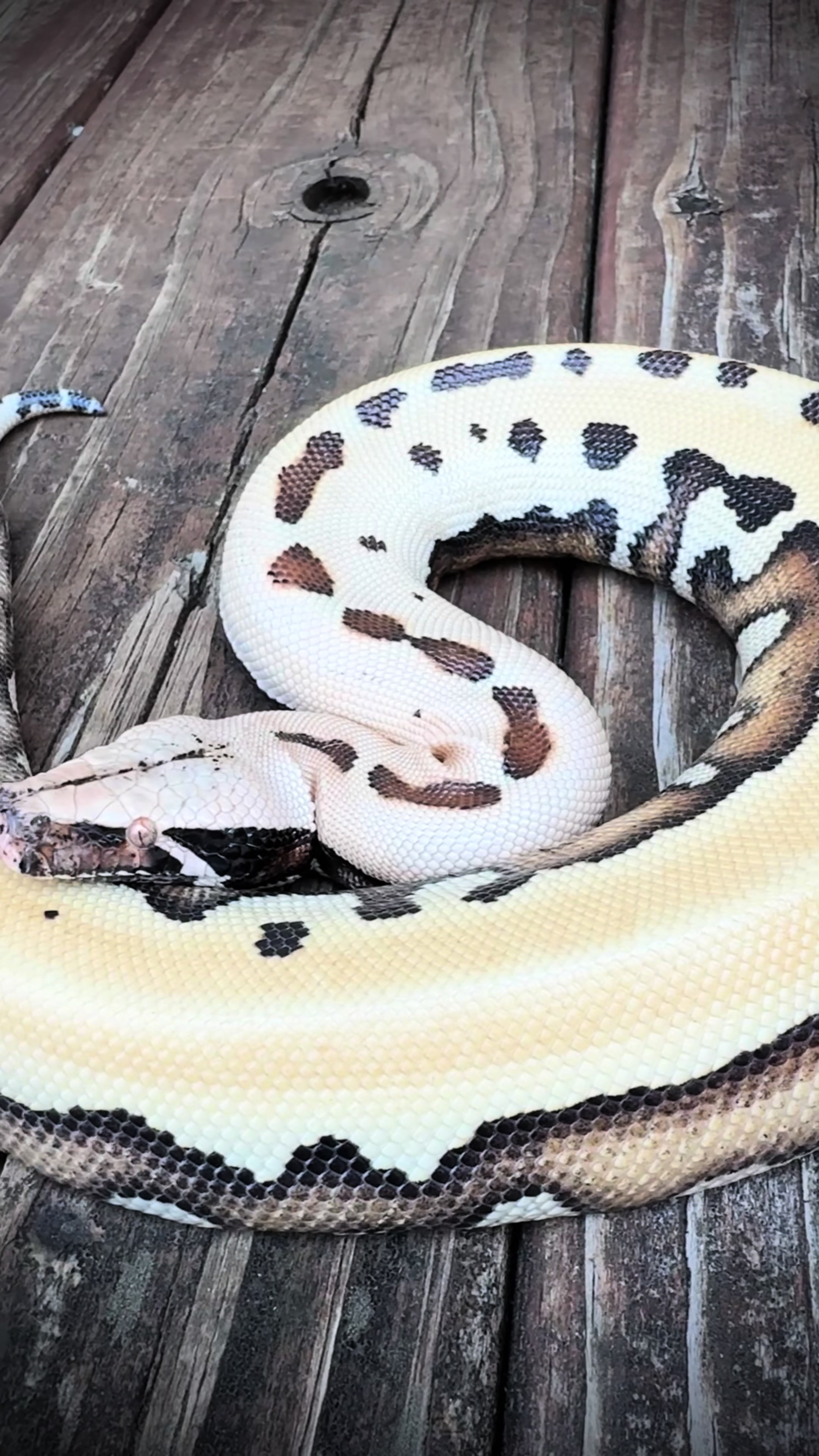 @Short-Tailed Pythons, LLC