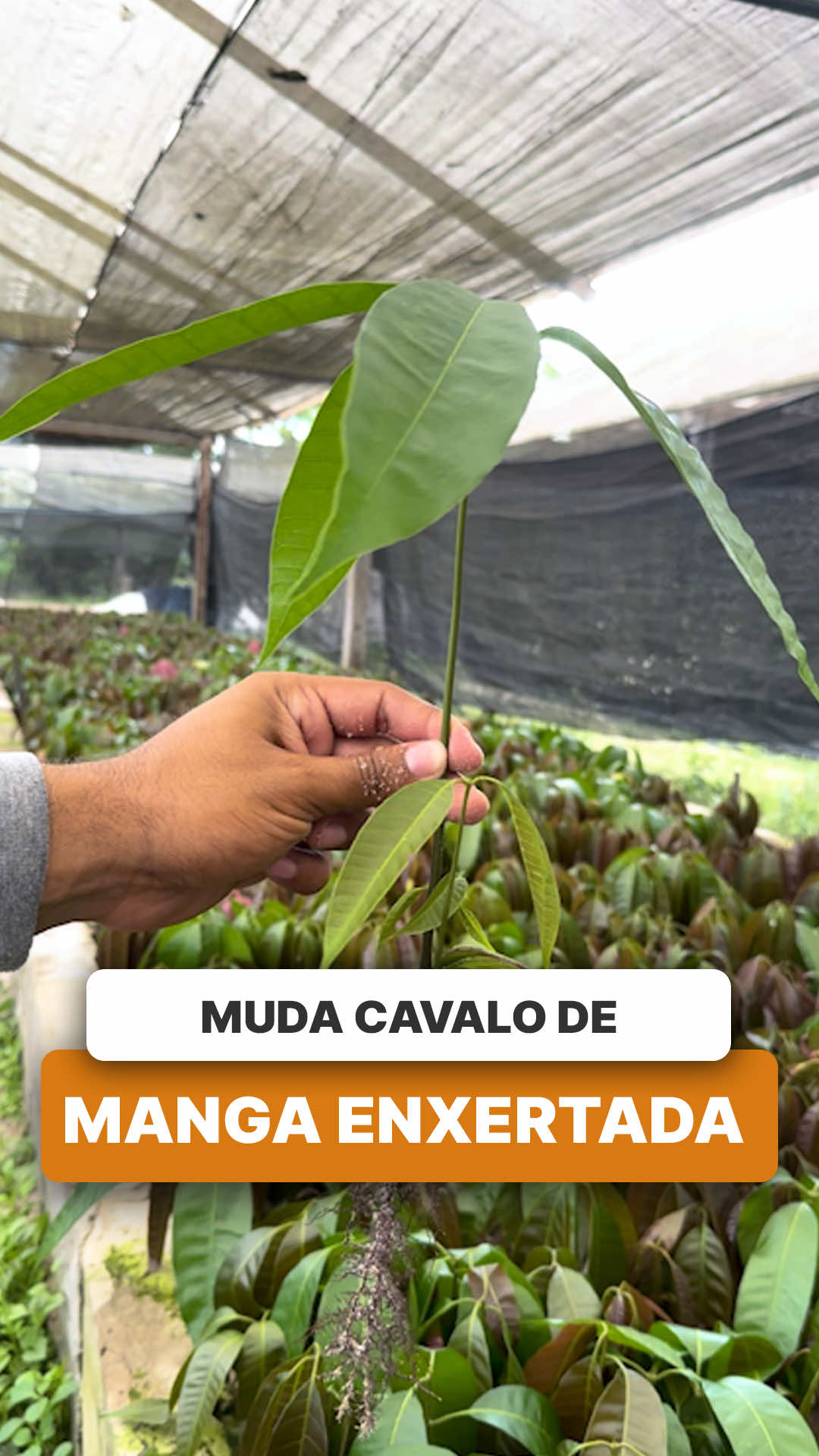 @ViveiroProMudas