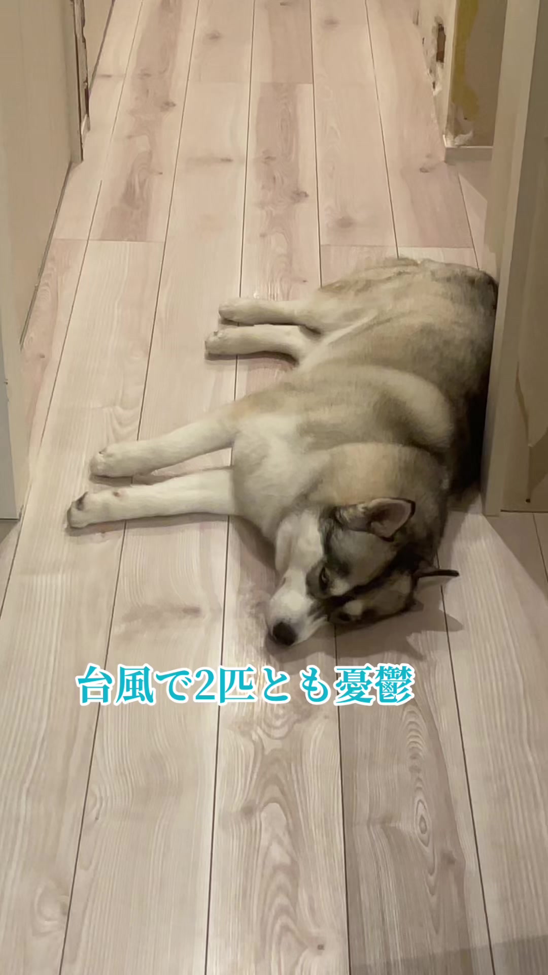 @サン☀️とムーン🌙
