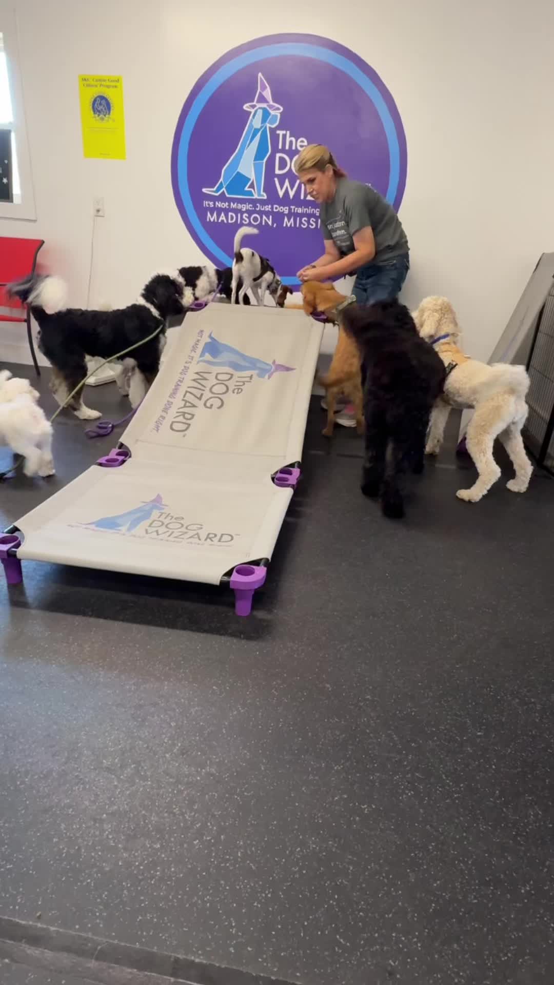 @Megan 🐶 Trainer ❌