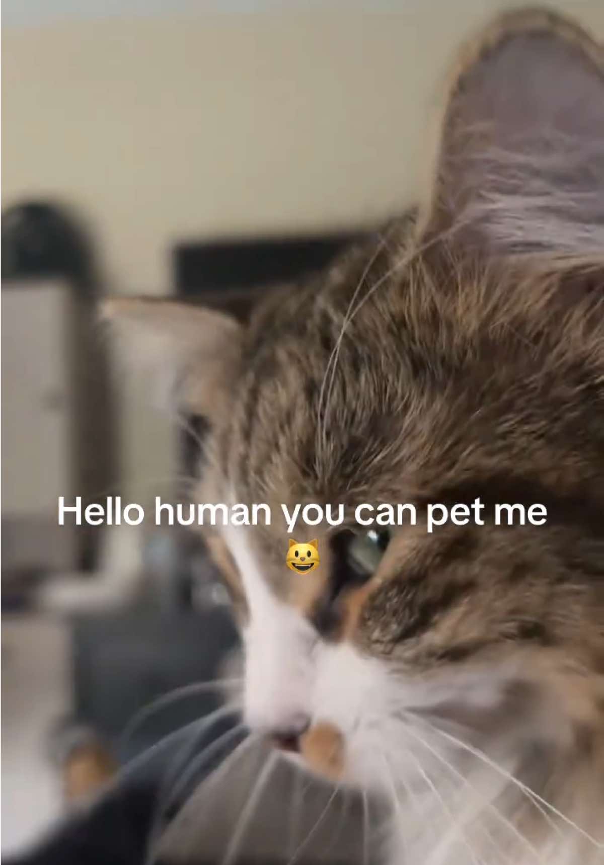 @Purrrrfect Moments