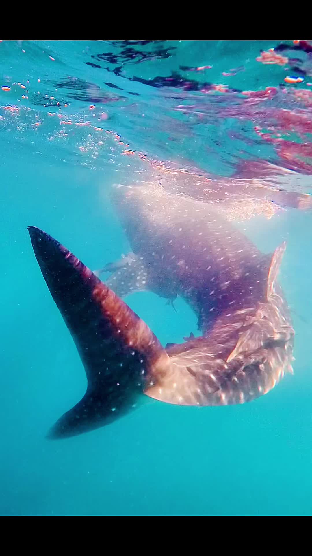 @oldnewdiver