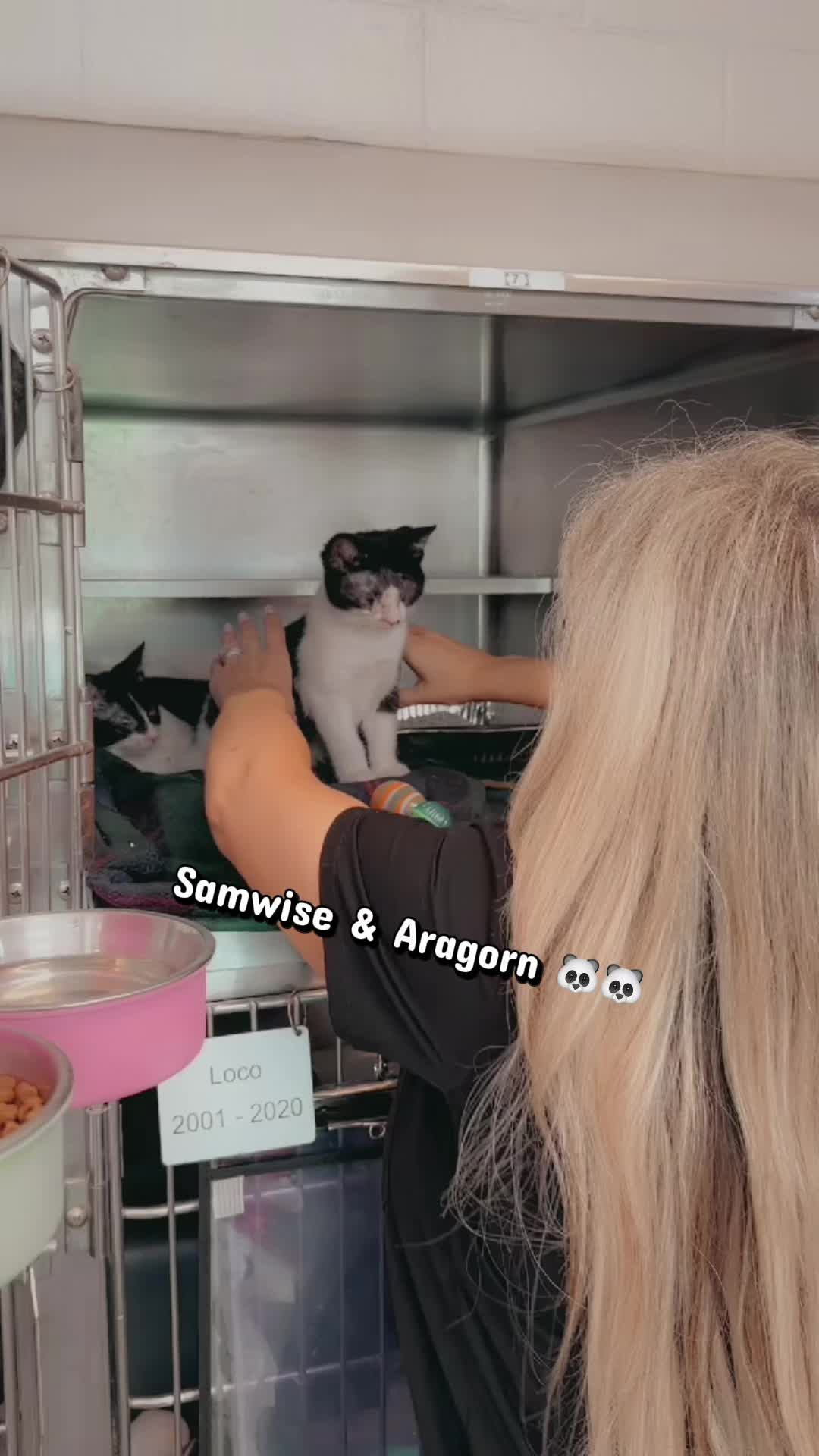 @Stachias•World👸🏼🐈🐕🦺♥️🐾