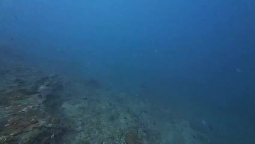 @Papamanyota dive centre kenya