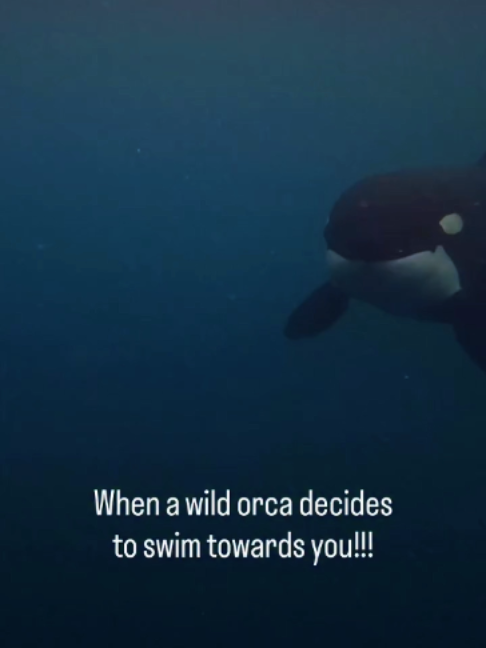 @Deep Sea Diaries