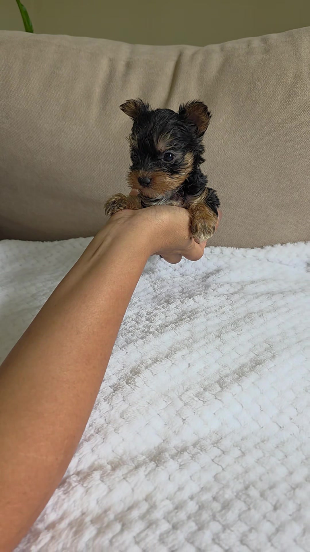 @A.PAWS🐕🐾