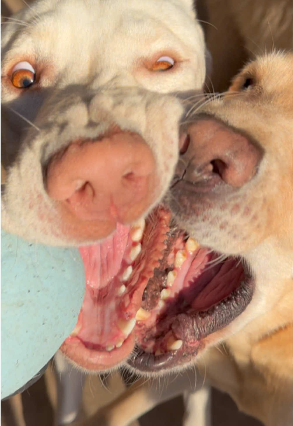 @AmandaT_CoolDog_Trainer 🫵🐶🆒