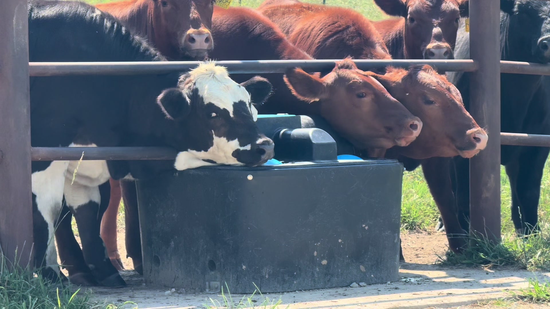 @Massey Land & Cattle